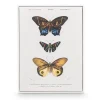 Canvas farfalla  con cornice bianca