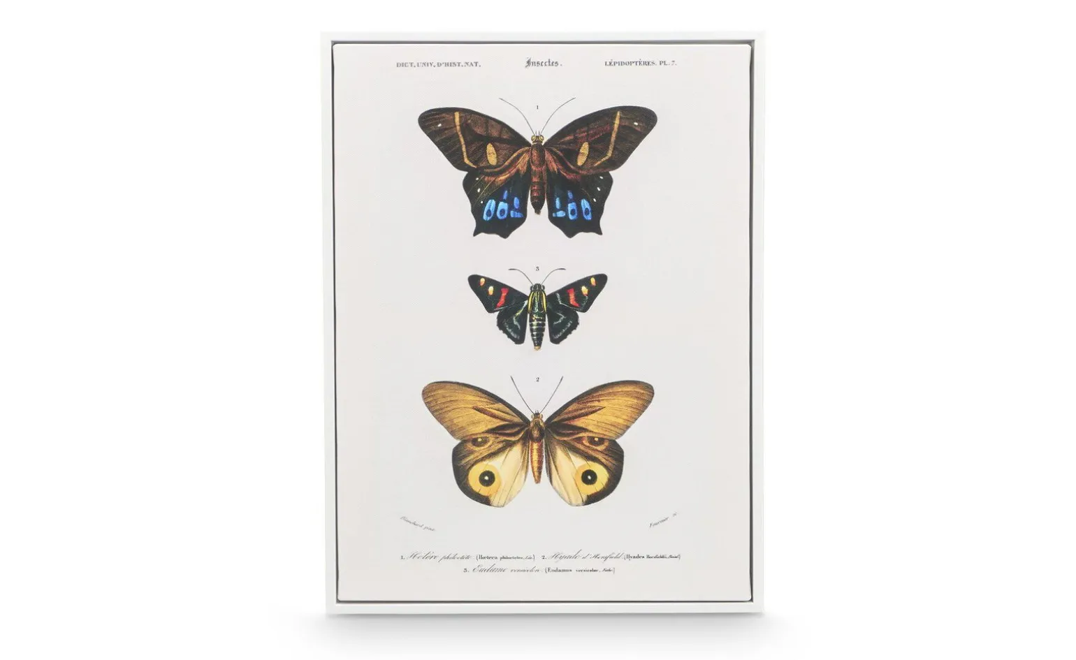 Canvas farfalla con cornice bianca