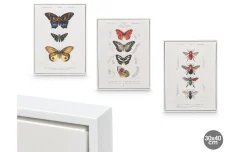 Canvas farfalla con cornice bianca