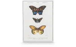 Canvas farfalla con cornice bianca