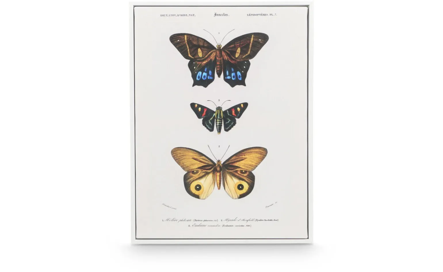 Canvas farfalla con cornice bianca
