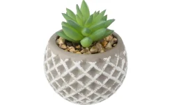 Succulente assortite con vaso in cemento h9 cm