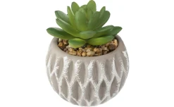 Succulente assortite con vaso in cemento h9 cm